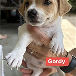 Photo of Gordy