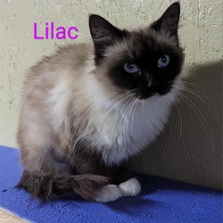 Photo of Lilac