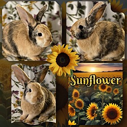 Thumbnail photo of Sunflower #1