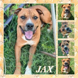 Thumbnail photo of Jaxon (Jax) CFS 240046929 (duplicate 9964) #1