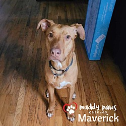 Thumbnail photo of Maverick (Courtesy Post) #1