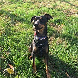 Photo of Tank - Magnificent Min Pin