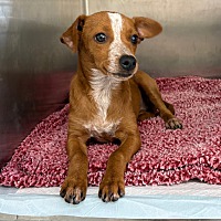adopt a pet