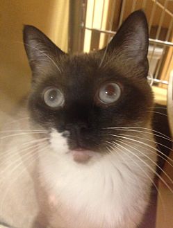petsmart hurstbourne