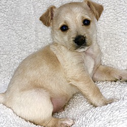 Thumbnail photo of Puppy Shiloh #2