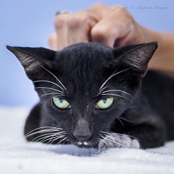 Thumbnail photo of Bartholo-meow #3
