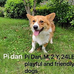 Thumbnail photo of Pi Dan #4