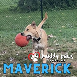 Thumbnail photo of Maverick FKA Cedrick #1