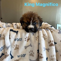 Photo of King Magnifico