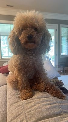 Winston Salem, NC - Poodle (Toy or Tea Cup). Meet Peanut a Pet for ...