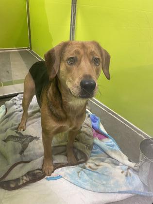 Independence, MO - Beagle/Mixed Breed (Medium). Meet Jolene a Pet for ...