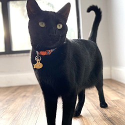 Thumbnail photo of Binx #2