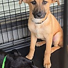 Adopt A Pet :: Sakari - Locust Grove, GA