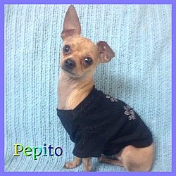 Thumbnail photo of Pepito #1