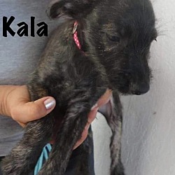 Thumbnail photo of KALA #3