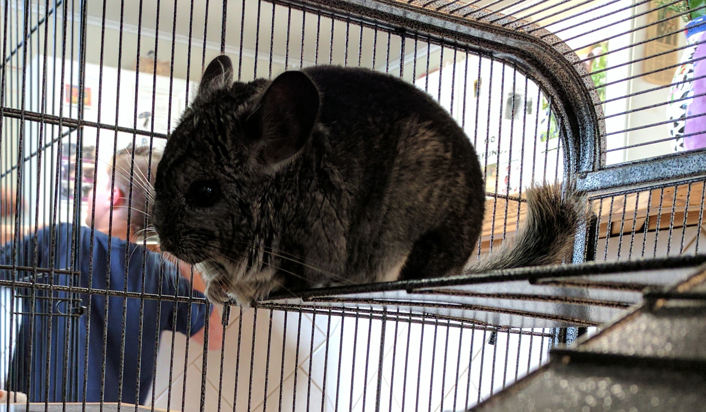 Middletown Ny Chinchilla Meet Bruno A Pet For Adoption