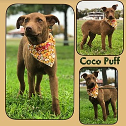 Thumbnail photo of Coco Puff #1