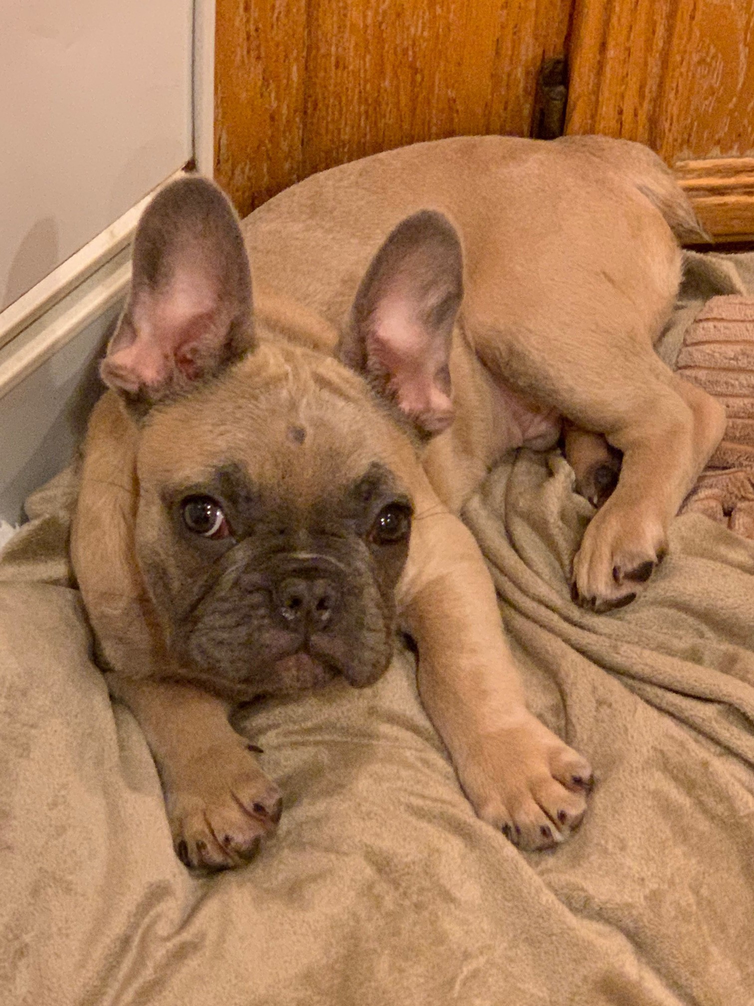 Fountain Valley Ca French Bulldog Meet Cashew A Pet For Adoption