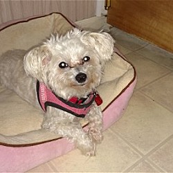 Thumbnail photo of Zoey*Adopted #1
