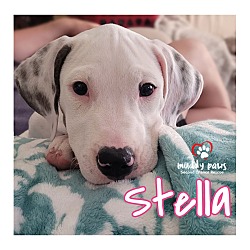 Thumbnail photo of Beagle Litter: Stella #4