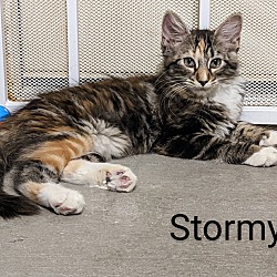 Thumbnail photo of Stormy #1