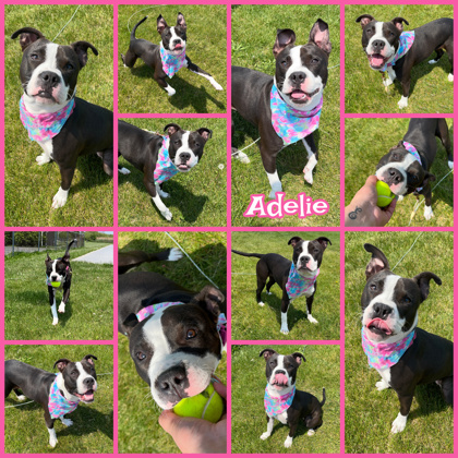 Photo of Adelie