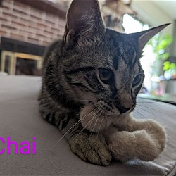 Thumbnail photo of Chai & Earl Grey-Bonded sisters #2