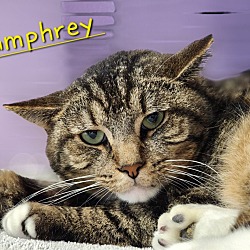 Thumbnail photo of Humphrey #1