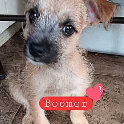Photo of Boomer