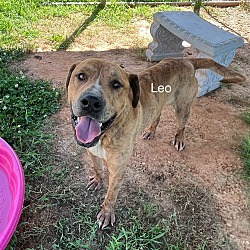 Thumbnail photo of Leo #4