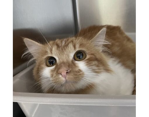 Corvallis Craigslist Pets