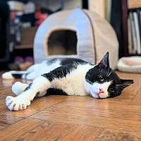 adopt a pet