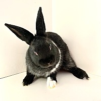 adopt-pet