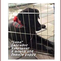 Thumbnail photo of Luna (adoption in process) #2