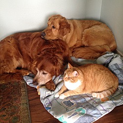Photo of Copper and Toby