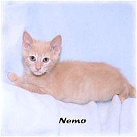 Photo of Nemo
