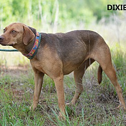 Thumbnail photo of Dixie #2