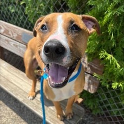 Dog for adoption - Hank, a Mixed Breed in Youngstown, OH