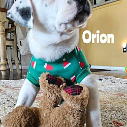 Thumbnail photo of Orion #1