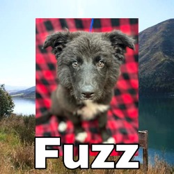 Thumbnail photo of Fuzz #2
