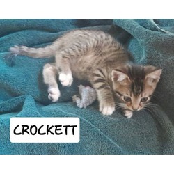 Photo of Crockett