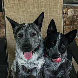 bonded pet photo