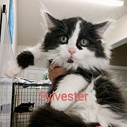 Thumbnail photo of Sylvester #3