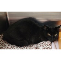 adopt-pet