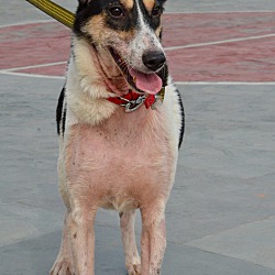 Thumbnail photo of Frankie-Indian Pariah dog #4