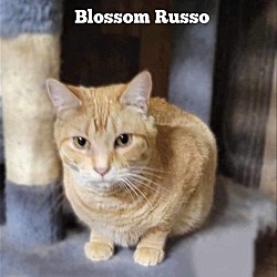 Thumbnail photo of BLOSSOM RUSSO #3