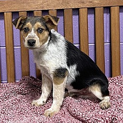 Photo of **ENZO** Adoption Event-Sun. March 10th-10am-3pm
