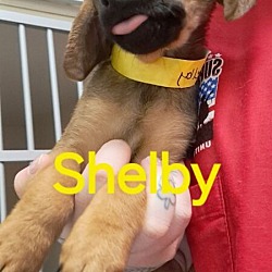 Thumbnail photo of Shelby #3