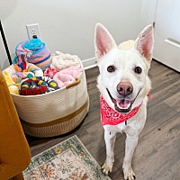 adopt a pet