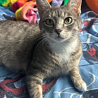 adopt a pet